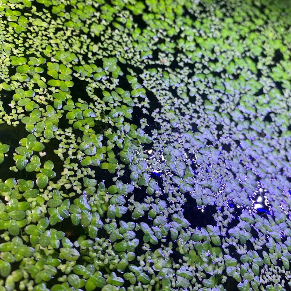Duckweed for aquarium or fish tanks plant floating